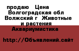 продаю › Цена ­ 3 000 - Волгоградская обл., Волжский г. Животные и растения » Аквариумистика   